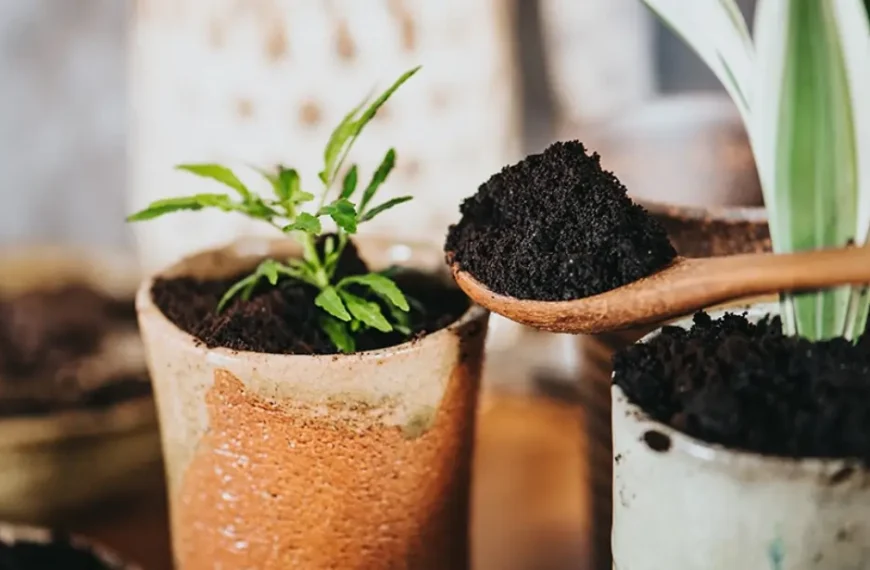 Descobri que essas plantas amam borra de café, agora crescem mais rápido e lindas!