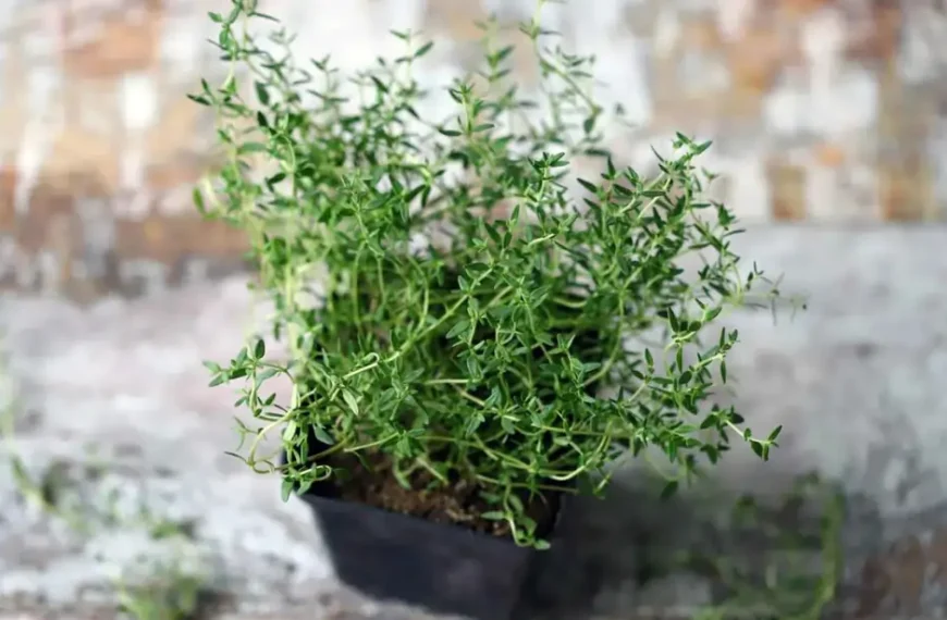 Nem alecrim, nem hortelã: essa erva fácil de cultivar é um presente para o coração