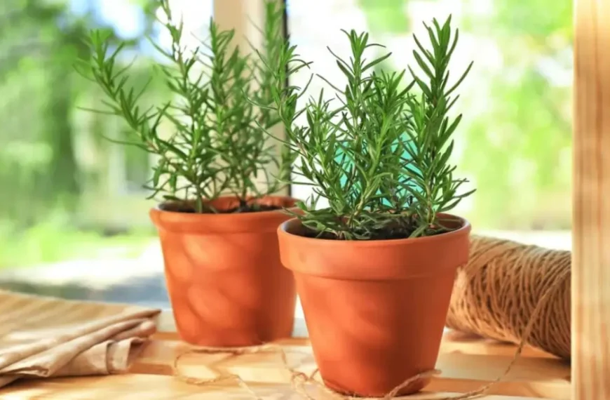 Plantei alecrim nesse lugar da casa e senti a energia mudar na hora!